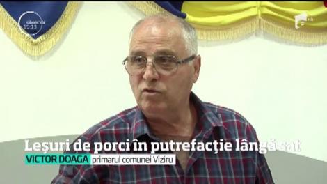 Scandalul porcilor ucişi şi ingropaţi l&acirc;ngă localităţi ia amploare. &Icirc;ntr-un sat din Brăila, oamenii au filmat imagini terifiante. Groapa cu leşuri ar fi devenit un adevărat focar de infecţie