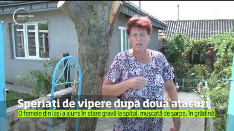 Este panică în mai multe sate din Iaşi, unde oamenii se tem să nu fie atacaţi de vipere!