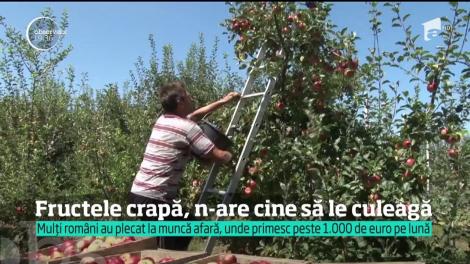 Criza forţei de muncă dublează dezastrul provocat de vreme, pentru pomicultori!
