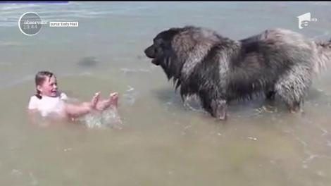 Un câine şi-a luat atât de în serios misiunea de pază a familiei, încât nu i-a lăsat pe copii să se bălăcească în mare