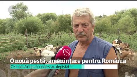 Pericolul uriaș care amenință România! Autoritățile, în ALERTĂ MAXIMĂ! Primele măsuri care s-au luat pentru a preveni boala care se răspândește cu repeziciune