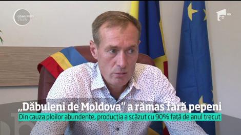 &Icirc;n "Dăbuleniul Moldovei", pepenii sunt un lux anul acesta. Ploile şi inundaţiile au distrus recolta