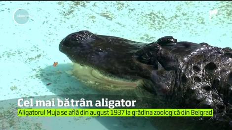 O reptilă scrie istorie pentru specia sa la grădina zoologică din Belgrad