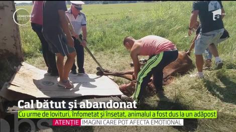 Imagini şocante şi de o cruzime greu de explicat au fost surprinse în Dâmboviţa