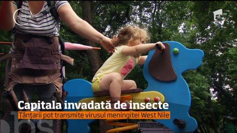 Capitala este invadată de insecte de ceva vreme