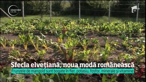 Sfecla elveţiană, noua modă românească