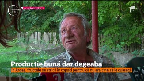Este un an bun pentru recolta românească şi asta în mai multe zone din ţară