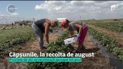 Căpșunile, la recolta de august