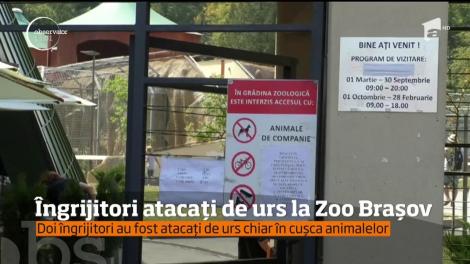 Momente înfiorătoare la Grădina Zoologică din Braşov. Doi îngrijitori au fost atacaţi de un urs
