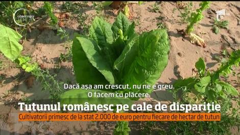 Tutunul românesc, deşi foarte apreciat, nu este o afacere profitabilă pentru cultivatori