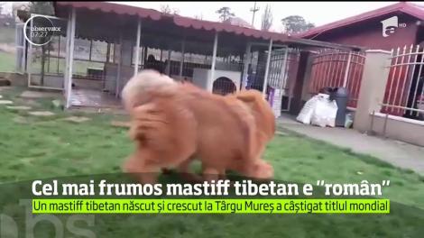 Cel mai frumos mastiff tibetan din lume este din Târgu Mureş