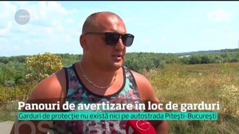 Urşii sunt pericol de moarte pe autostrada Sibiu-Orăştie