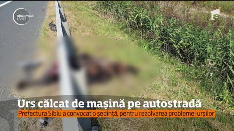 Pe Autostrada Sibiu - Orăştie, urşii sunt victime ale accidentelor de circulaţie