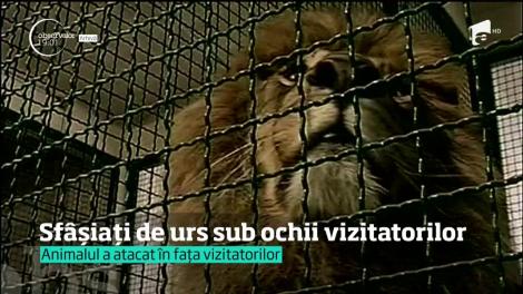 Momente înfiorătoare la Grădina Zoologică din Braşov. Doi îngrijitori au fost atacaţi de un urs
