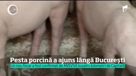 Pesta porcină a ajuns lângă Bucureşti. Iar scandalul e uriaş şi se lasă cu plângeri penale