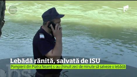 Misiune grea pentru pompierii din Neamţ. Ei au salvat o lebădă rănită