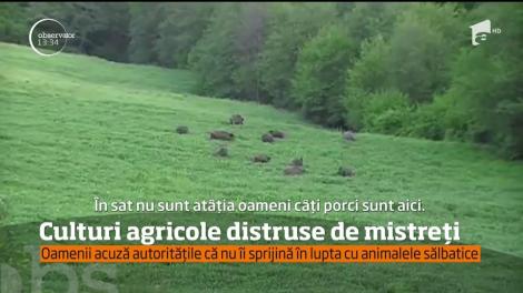 RAVAGII într-un județ din țară! Micii producători și-au pus mâinile în cap