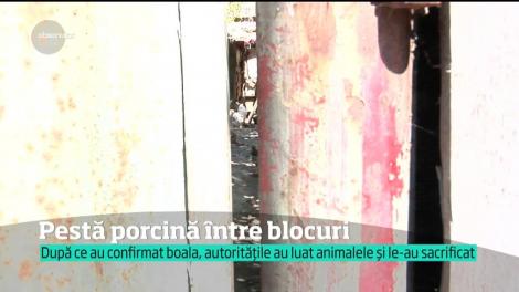 A aparut un nou focar de pestă porcină. De această dată chiar în centrul oraşului Brăila
