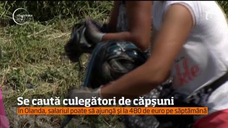 Se caută culegători de căpșuni