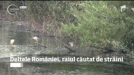 Deltele României, raiul căutat de străini