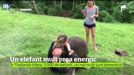 Dornic să-şi facă prieteni, un pui de elefant s-a ataşat atât de tare de o turistă, încât a copleşit-o cu nenumărate dovezi de afecţiune