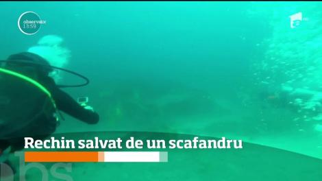 Rechin salvat de un scafandru