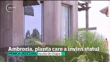 La aproape jumătate de an de c&acirc;nd s-a dat legea ambroziei, planta dăunătoare creşte &icirc;n voie pe terenurile de la marginea Capitalei