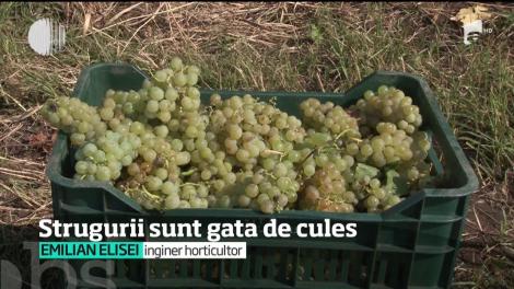 E vremea culesului în podgoriile din Muntenia. Viile au făcut faţă şi îngheţului, şi inundaţiilor, iar vinul va fi dulce şi bun în acest an