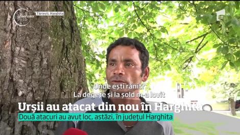 Urşii au atacat din nou în Harghita! Jandarmii vor învață să tranchilizeze urși