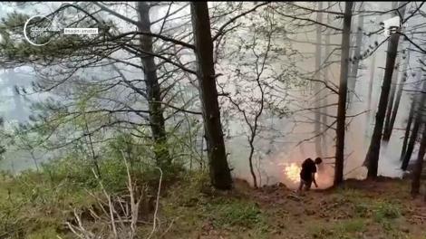 Pădure distrusă de flăcări. Pompierii nu au putut intra cu autospecialele până în zona afectată