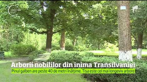 Pastila de vacanță. Arborii nobililor din inima Transilvaniei