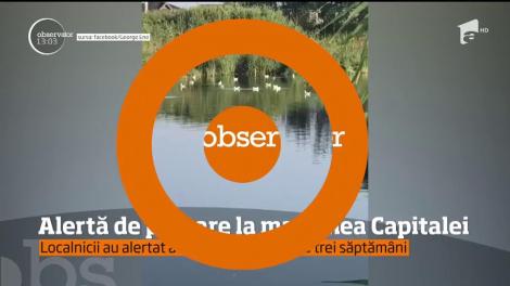 DEZASTRU ecologic la marginea Bucureştiului: apă roşie, leşuri de păsări şi animale acvatice. Care este cauza contaminării?