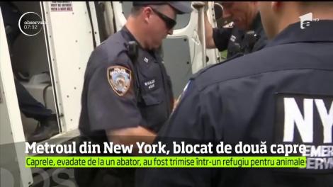 Metroul din New York, blocat de două capre