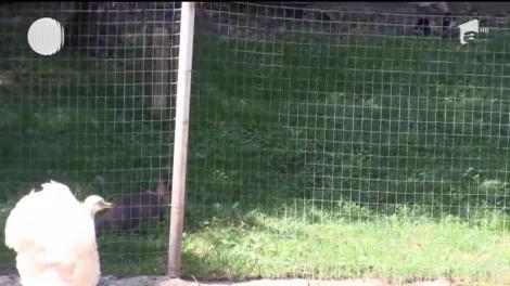 Locatari noi la Grădina Zoologică din Reșița