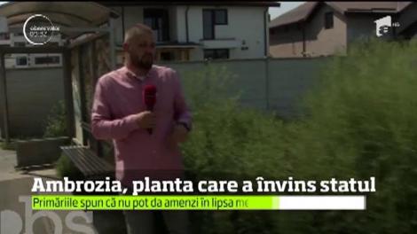 Ambrozia, planta care a &icirc;nvins statul