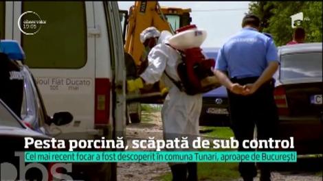 Pesta porcină, scăpată de sub control