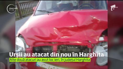 Urșii au atacat din nou &icirc;n Harghita