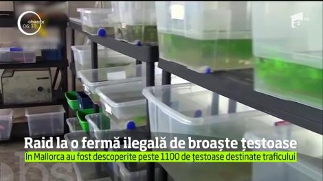 Raid la o fermă ilegală de broaște țestoase