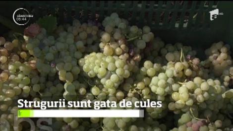 Strugurii sunt gata de cules