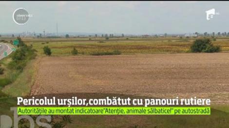 Pericolul urșilor, combătut cu panouri rutiere