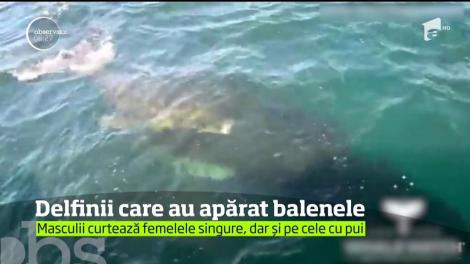 Delfinii care au apărat balenele
