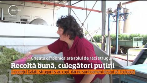 Recoltă bună, culegători puțini