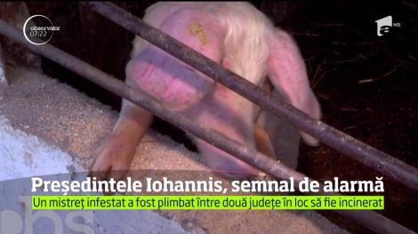 Peste porcină face ravagii &icirc;n ţară! La Brăila, situaţia este de-a dreptul dramatic