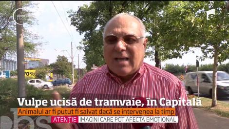 Imagini revoltătoare au fost surprinse în Capitală! O vulpe a fost lovită de un tramvai. Nimeni nu a ştiut ce să facă!