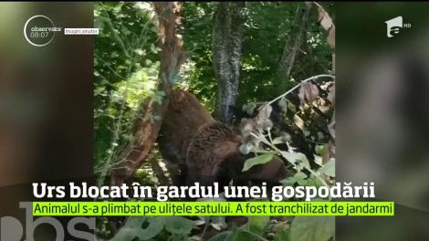 Imagini uluitoare surprinse în judeţul Prahova! Un urs a ieşit la plimbare, printre casele oamenilor
