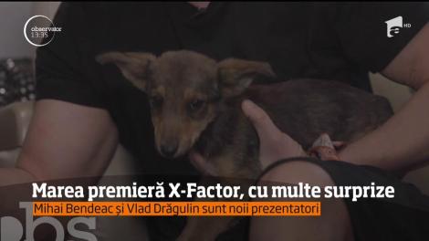 Un căţel a fost salvat de echipa X Factor! Cel care îl va adopta va fi invitat în Marea Finală