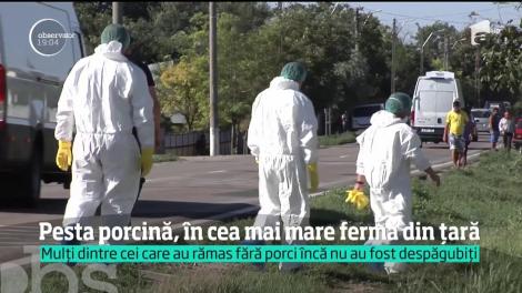 Virusul pestei porcine a ajuns în cea mai mare fermă din România. 140 de mii de animale vor fi sacrificate