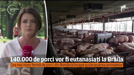Una dintre cele mai mari ferme de porci din România va rămâne de azi fără nici un animal