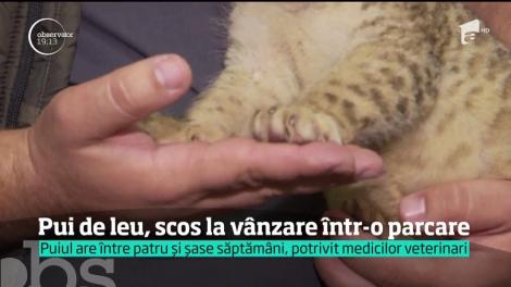 Un pui de leu a fost scos la vânzare, într-o parcare din Timişoara. Trecătorii revoltaţi au chemat poliţia, iar animalul a ajuns la grădina zoologică
