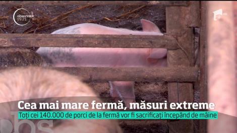 Cea mai mare fermă, măsuri extreme! Toți cei 140 de mii de porci vor fi sacrificați